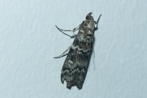 Dioryctria abietella
